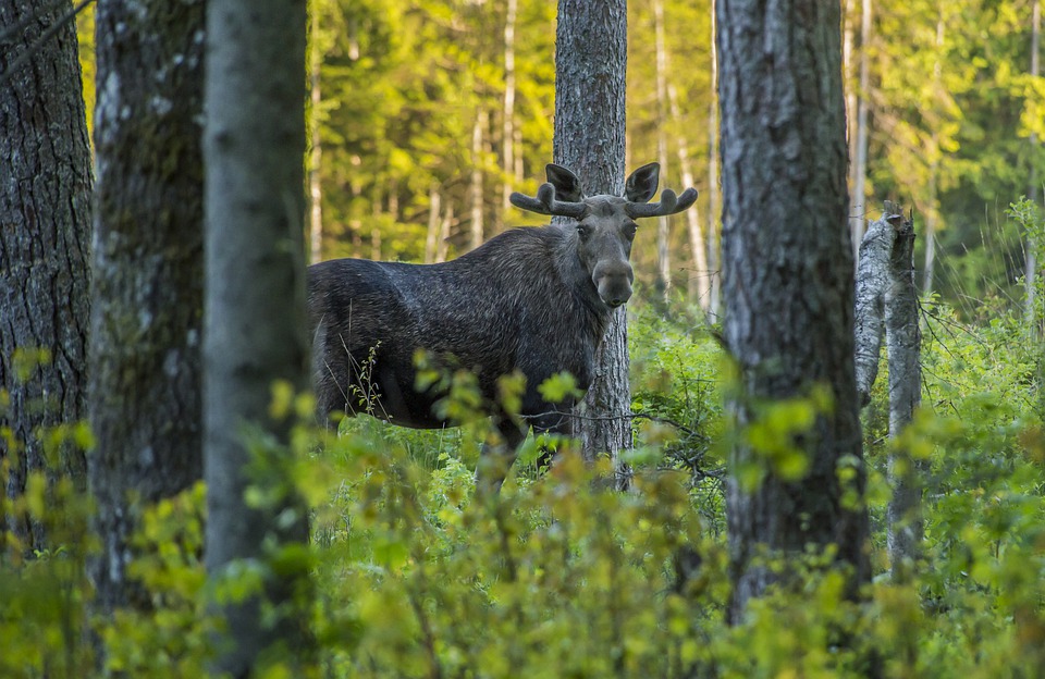älg i skog tittar mot kameran