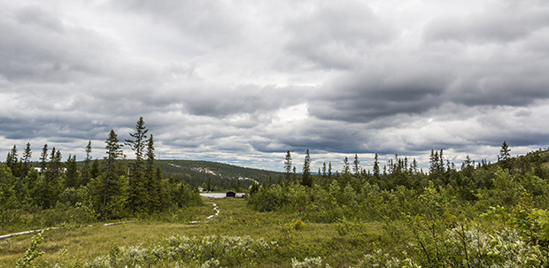 Sommarbild med skog och en sjö i bakgrunden. Bilden är tagen i Storhogna, Vemdalen.